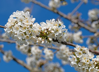 Blühender Kirschbaum, Prunus avium, im Frühling