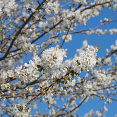 Bl&uuml;hender Kirschbaum, Prunus avium, im Fr&uuml;hling