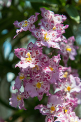 orchidée rose jaune