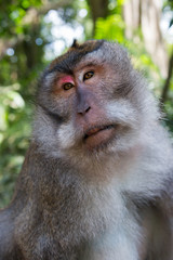 Gros plan sur tète de singe