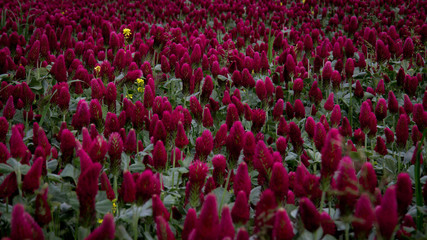 culture de tr&egrave;fles 