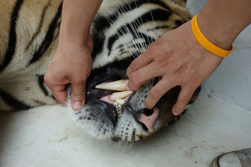 m&acirc;choire de tigre 