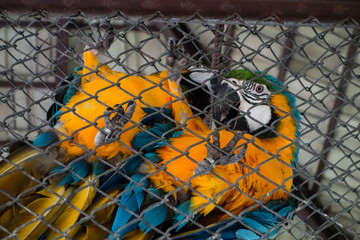 perroquet en cage