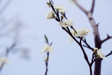 Fototapeta premium fresh plum blossoms in spring
