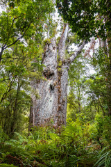 Kauri protected tree in New Zealand