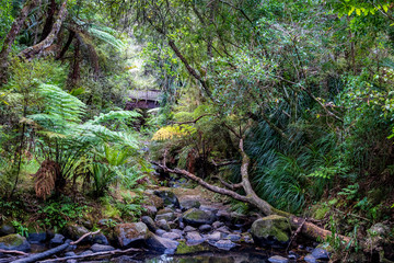 Forest at Kauri reserve in New Zealand.