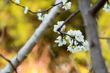 fresh plum blossoms in spring