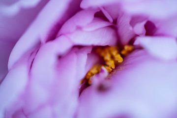 big pink flower with orange center - Powered by Adobe