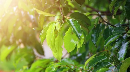 tree leaves or Gnetum gnemon wet after being exposed to rain in the morning, with selective focus, blurry background and sun light 