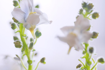 Fototapeta premium nemesia flower macro