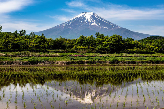 新緑季節の田んぼと富士山