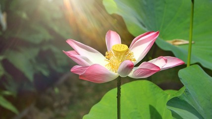 Close up bright,soft and selective focus image of single pink lotus in a pond with sunlight and space for add text for illustration Buddhism concept