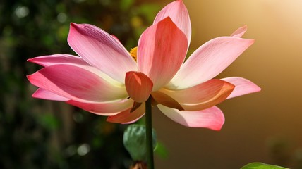 Close up bright,soft and selective focus image of single pink lotus in a pond with sunlight and space for add text for illustration Buddhism concept