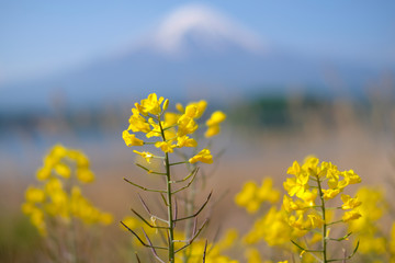 菜の花と富士山