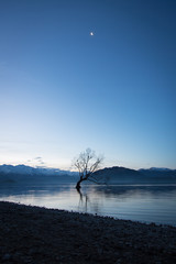 Wanaka tree portait with moon