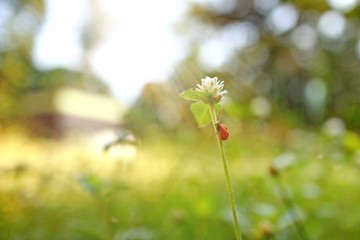 Beautiful nature background with morning fresh grass and ladybug. Grass and clover leaves in droplets of dew outdoors in summer in spring close-up macro. Template for design