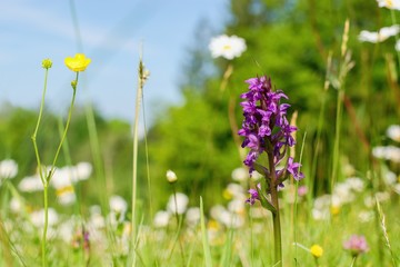 Dactylorhiza majalis - endangered spiece of wild orchid  (western marsh orchid, broad-leaved marsh orch., fan orchid)