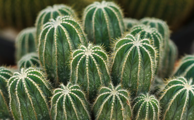 Close up of cactus to show detail of spiky.