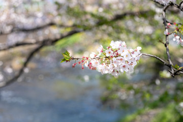海老川沿いの桜　千葉県船橋市　日本