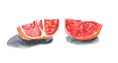 watercolor set red grapefruit slice