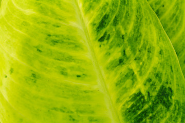 Green leaf nature background, natural texture of plant close-up view.