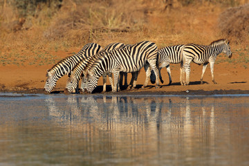Fototapeta na wymiar Herd of plains zebras (Equus burchelli) drinking water, Kruger National Park, South Africa.