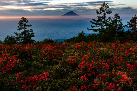 甘利山から望むツツジと富士山