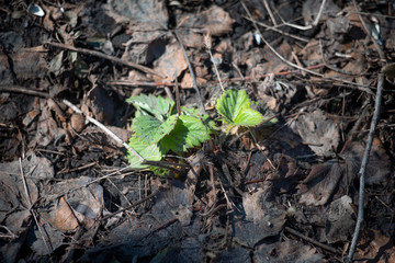 A young stem of strawberry among dark soil and old foliage. The beginning of spring