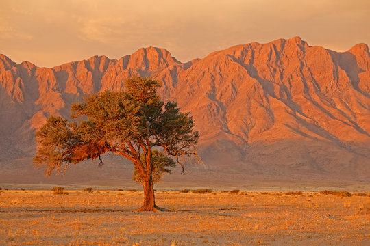 Namib desert landscape at sunset with rugged mountains and thorn tree, Namibia.