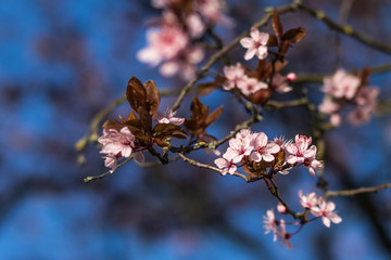 Obraz premium Frühlingsblüten