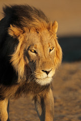Portrait of a big male African lion (Panthera leo) in late afternoon light, Kalahari desert, South Africa.