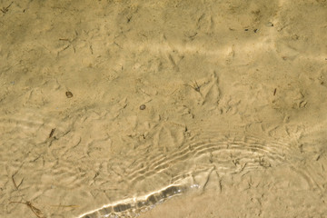 Bird tracks on the sand of the lake shoreline in Ukraine. Clean environment. Copy space.
