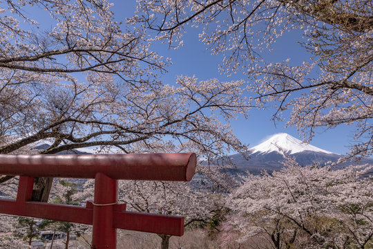 富士見考徳公園から望む桜と富士山