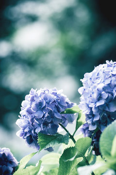 紫陽花images Browse 74 0 Stock Photos Vectors And Video Adobe Stock