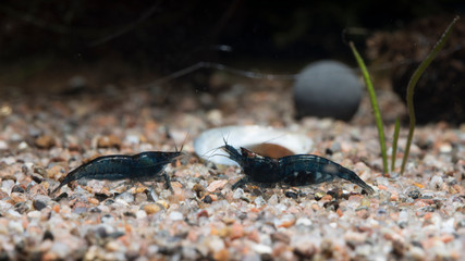 Neocaridina blue Topaz shrimp