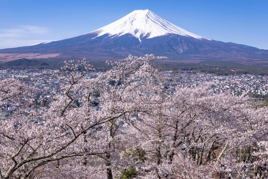 新倉山富士浅間公園から望む桜と富士山