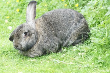 Rabbit © Anna Lu