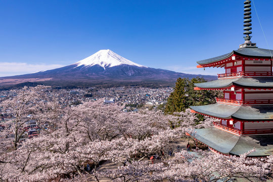 新倉山富士浅間公園から望む桜と五重塔と富士山