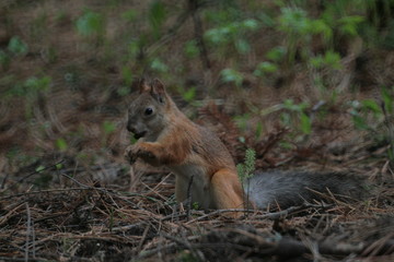 Eurasian red squirrel (Sciurus vulgaris) in forest