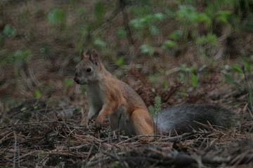 Eurasian red squirrel (Sciurus vulgaris) in forest