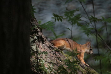 Eurasian red squirrel (Sciurus vulgaris) in forest