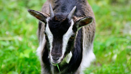 Goat on a background of green grass