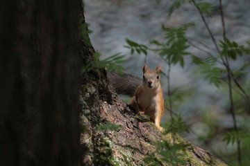 Eurasian red squirrel (Sciurus vulgaris) in forest
