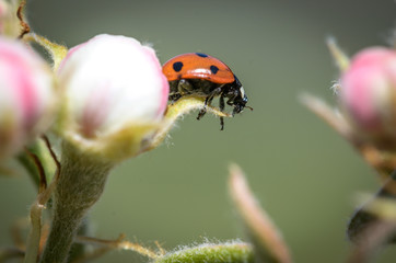 Marienkäfer auf Apfelblüte