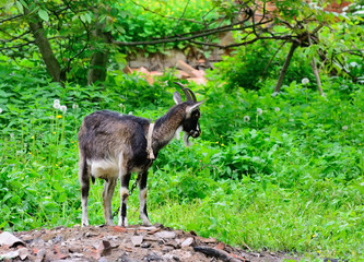 Goat on a background of green grass