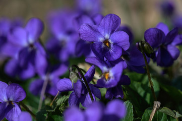 Veilchen, Wildveilchen auf einer Lichtung im Wald