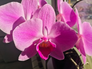 Fototapeta na wymiar Pink Orchid flower in the sun