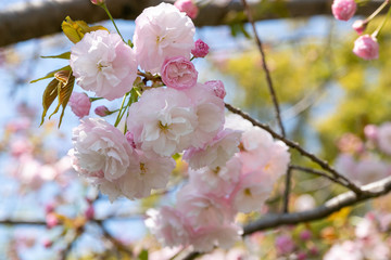 海老川沿いの桜　千葉県船橋市　日本