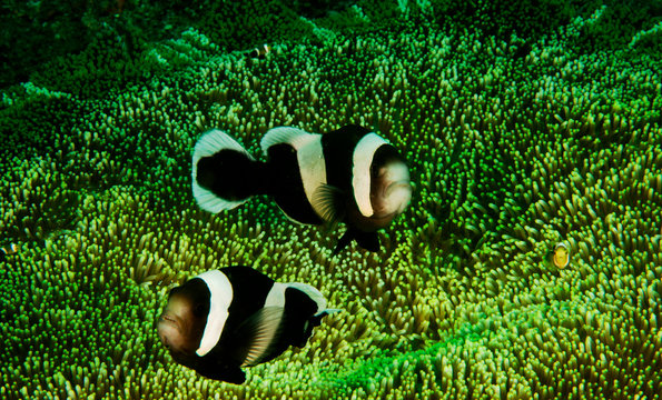 Saddled anemonefishes, Amphiprion polymnus, Sulawesi Indonesia.