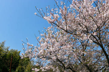 海老川沿いの桜　千葉県船橋市　日本